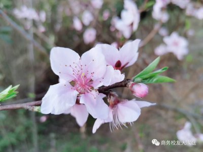 雷鋒家鄉(xiāng)話雷鋒——湖南商務(wù)學(xué)子參與抗“疫